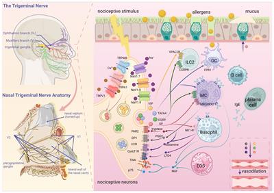 The role of nociceptive neurons in allergic rhinitis